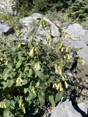 Brickellia grandiflora