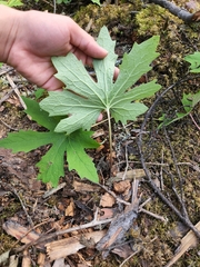 Petasites frigidus palmatus