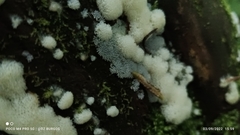 Ceratiomyxa fruticulosa