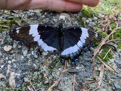 Limenitis arthemis arthemis
