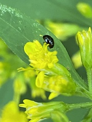 Olibrus