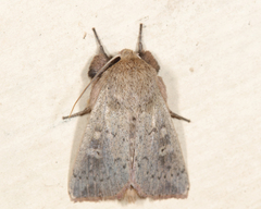 Leucania pseudargyria