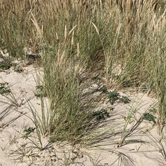 Ammophila arenaria