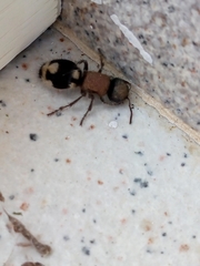 Ronisia brutia
