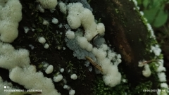 Ceratiomyxa fruticulosa