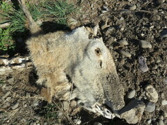Cervus elaphus