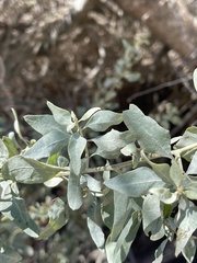 Atriplex lentiformis