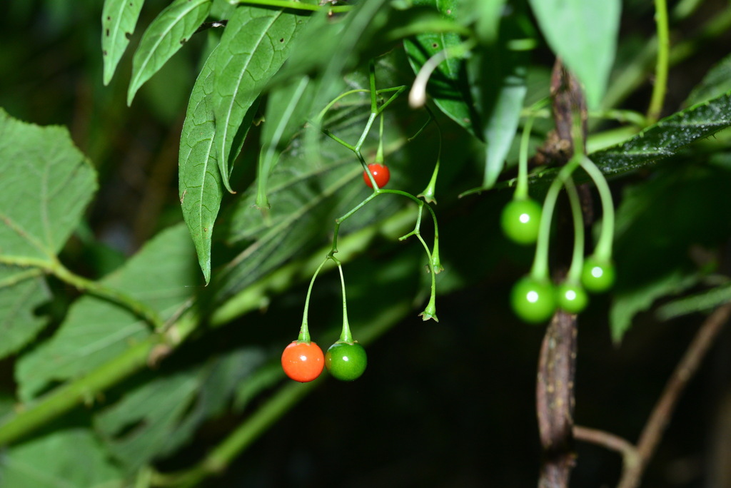 Solanum pittosporifolium (Solanum pittosporifolium)