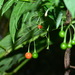 Solanum pittosporifolium - Photo (c) JODY HSIEH, algunos derechos reservados (CC BY-NC), subido por JODY HSIEH