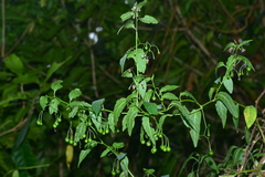 Solanum pittosporifolium