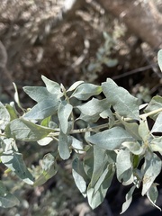 Atriplex lentiformis