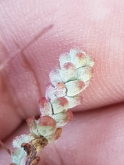 Sedum brevifolium