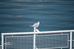 Chroicocephalus ridibundus