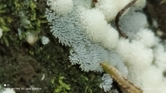 Ceratiomyxa fruticulosa