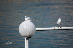 Chroicocephalus ridibundus