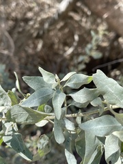 Atriplex lentiformis