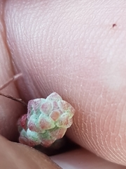 Sedum brevifolium