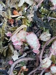 Sedum brevifolium