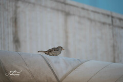 Passer domesticus