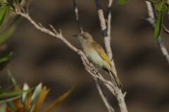 Lichmera indistincta