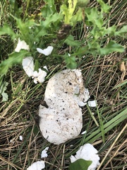 Trametes suaveolens