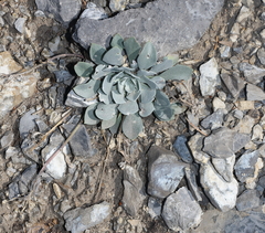 Physaria didymocarpa