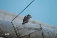 Passer domesticus
