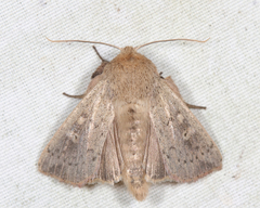 Leucania pseudargyria