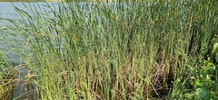 Typha angustifolia
