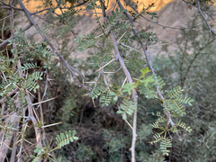 Vachellia