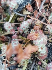 Sedum brevifolium