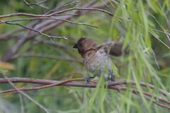 Lonchura punctulata