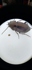 Trachypachus gibbsii