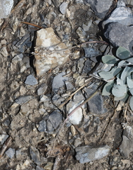 Physaria didymocarpa