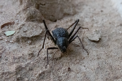 Stenocara gracilipes