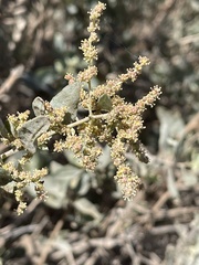 Atriplex lentiformis