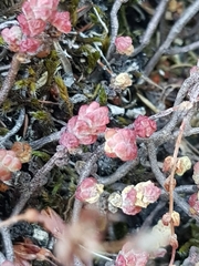 Sedum brevifolium