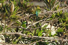 Cyclopsitta diophthalma