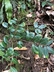 Tetradium ruticarpum