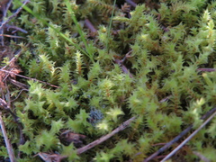 Triquetrella papillata