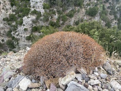 Sarcopoterium spinosum