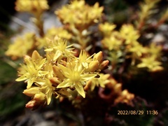Sedum morrisonense