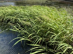 Zizania latifolia