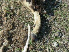 Cervus elaphus