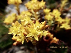 Sedum morrisonense