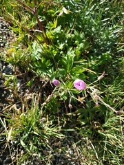 Geranium viscosissimum
