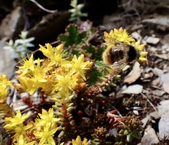 Sedum morrisonense