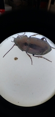 Trachypachus gibbsii