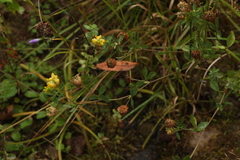 Trifolium aureum