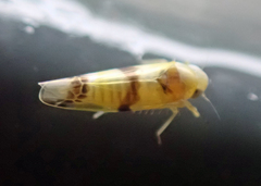 Empoa gillettei